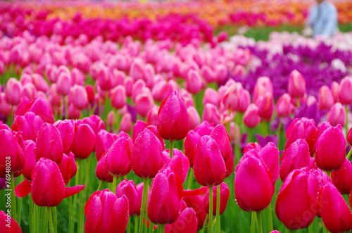 Fototapeta rosa roślina tulipan