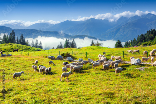 Obraz na płótnie owca piękny dolina