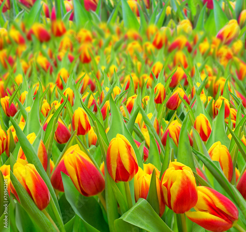 Plakat lato wellnes świeży kwiat tulipan
