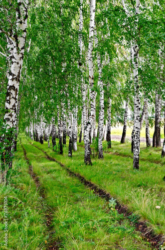 Obraz na płótnie droga dziki natura drzewa trawa
