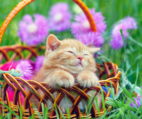 Obraz na płótnie Uroczy kociak śpi w koszyku wśród kwiatków