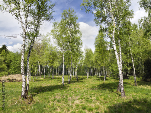 Fototapeta wzór trawa piękny las