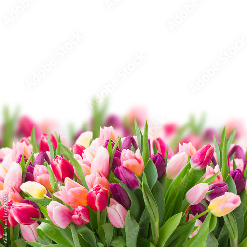 Fototapeta natura tulipan fiołek