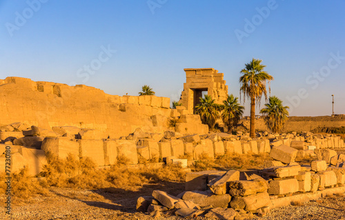 Naklejka drzewa egipt architektura kolumna sztuka
