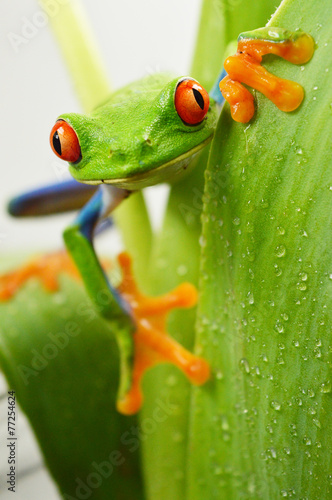 Fotoroleta dzikie zwierzę żaba płaz bezdroża zwierzę