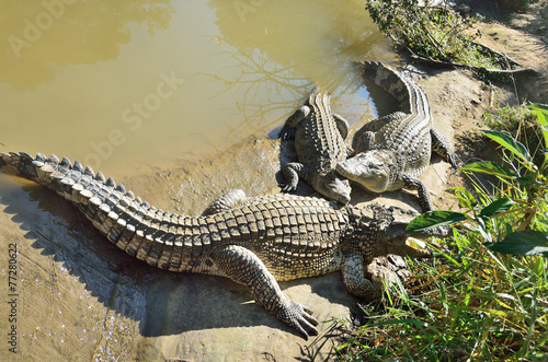 Naklejka gad krokodyl zwierzę park