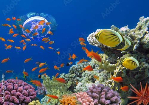 Plakat ryba koral egzotyczny zwierzę
