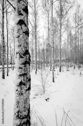 Obraz na płótnie piękny drzewa szwecja park