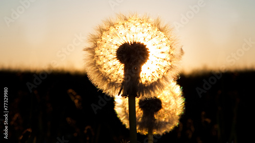 Obraz na płótnie słońce mniszek lato mniszek pospolity