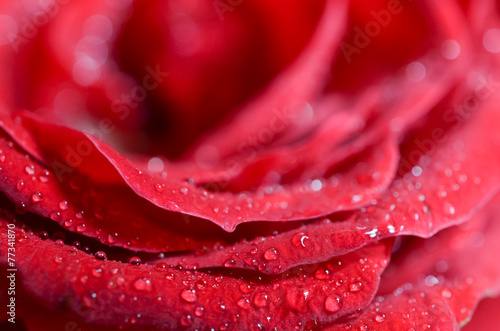 Plakat świeży roślina rosa piękny