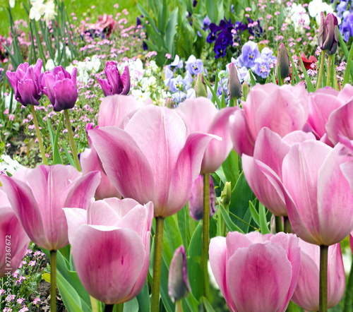 Plakat natura tulipan pąk kwiat