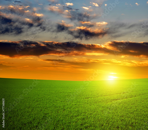 Fototapeta słońce wiejski trawa pastwisko łąka