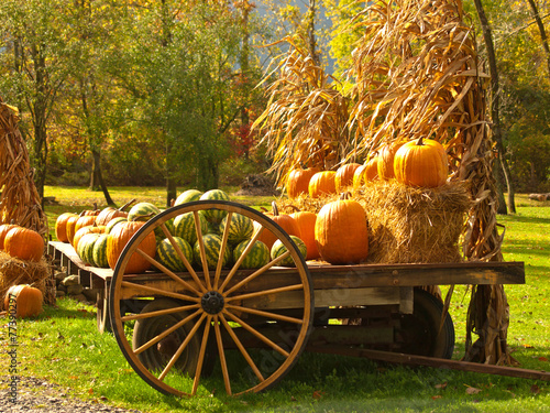 Naklejka żniwa wiejski wieś jesień