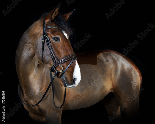 Naklejka koń klacz portret twarz jeździectwo