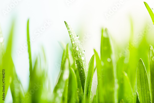 Fotoroleta pastwisko łąka woda pole