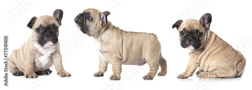Fotoroleta francja szczenię ładny zwierzę pies