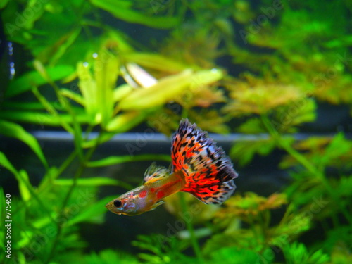 Fototapeta ryba woda czerwony