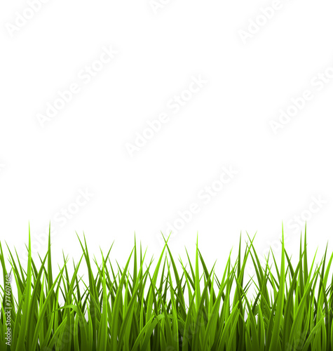 Plakat trawa świeży pejzaż natura pole