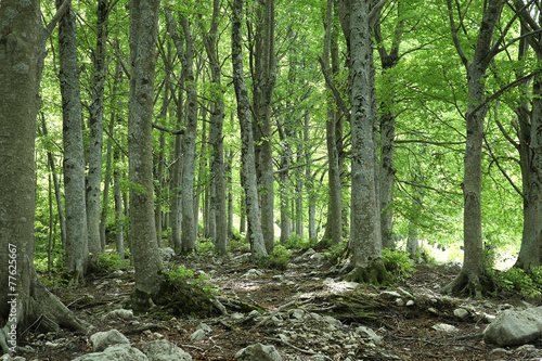Fotoroleta włochy natura las