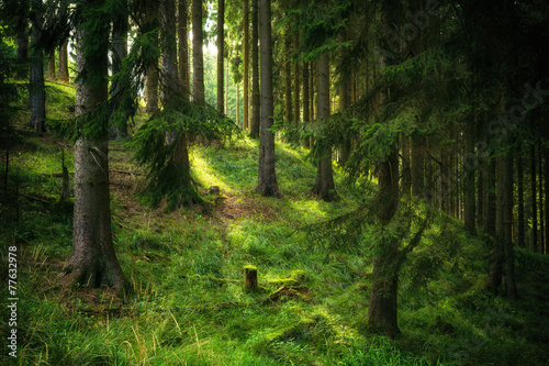 Fototapeta świeży las słońce mech