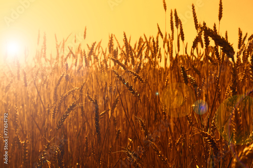 Plakat słońce wieś pszenica zboże pejzaż
