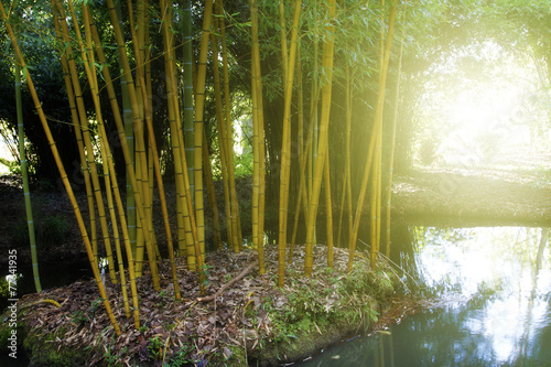 Obraz na płótnie japoński azjatycki dżungla orientalne