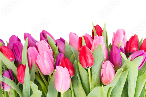 Fototapeta kwiat bukiet świeży tulipan