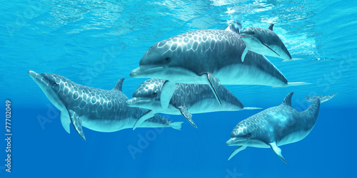 Obraz na płótnie ssak podwodne zwierzę morskie