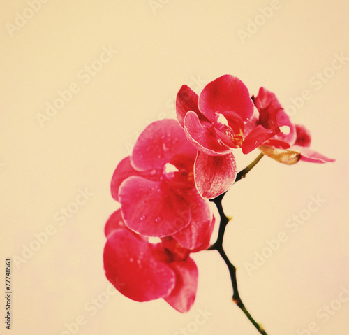 Plakat kwiat roślina piękny