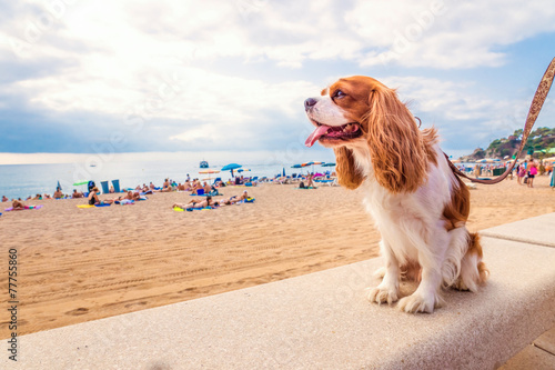 Fotoroleta pies morze zwierzę wakacje