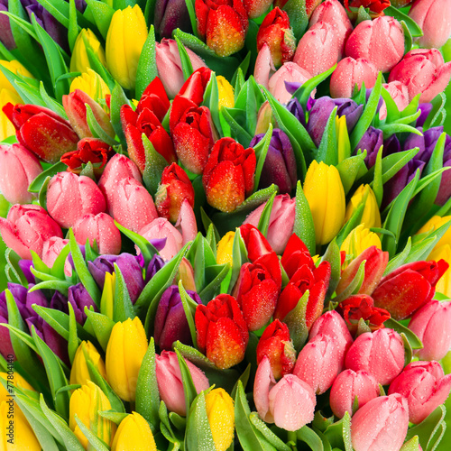 Plakat wzór tulipan kwiat