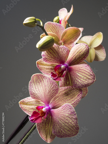 Fotoroleta kwiat natura roślina storczyk tropikalny