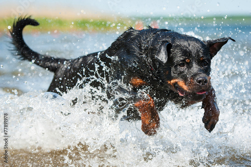 Fototapeta Pies rottweilera skaczący w wodzie