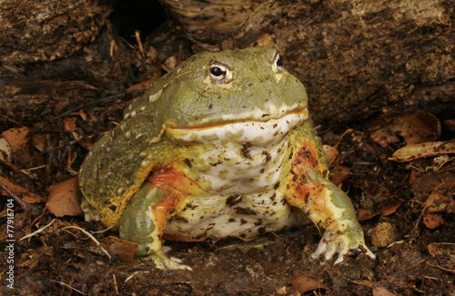 Plakat płaz portret zwierzę żaba