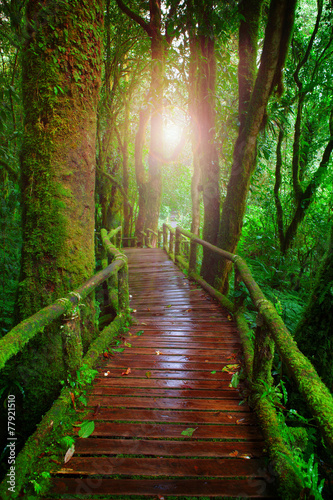 Obraz na płótnie natura most dżungla mech drzewa