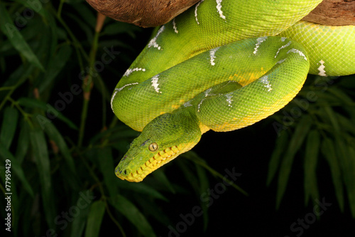 Obraz na płótnie wąż zwierzę gad natura