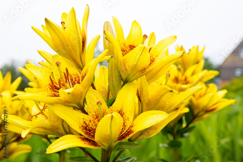 Fotoroleta kwitnący kwiat roślina