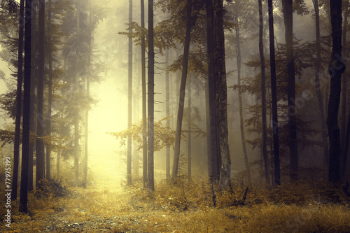 Fototapeta dziki pejzaż jesień las