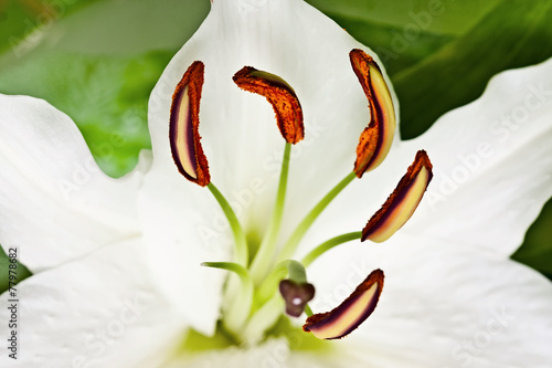 Fotoroleta piękny bukiet lato kwiat roślina
