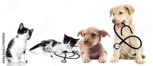 Obraz na płótnie szczenię medycyna kociak