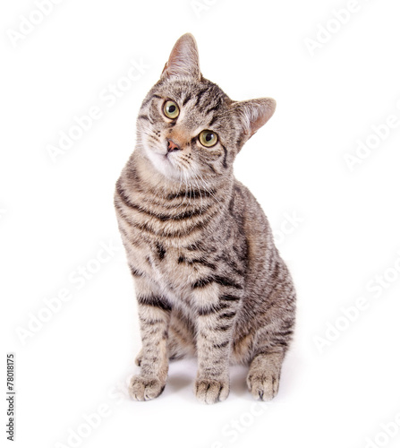 Fotoroleta kot chłopiec zwierzę tygrys oko