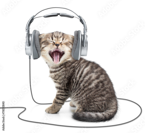 Plakat Kociak słucha muzyki
