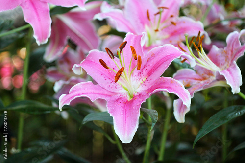 Fotoroleta roślina piękny natura kwiat
