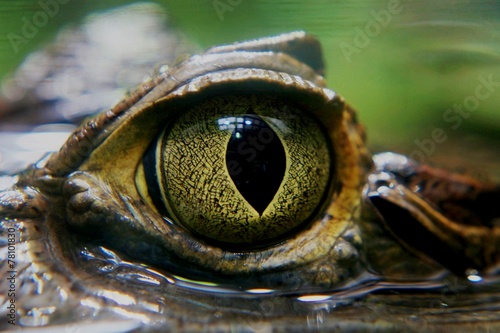 Fotoroleta oko gad krokodyl aligator drapieżnik