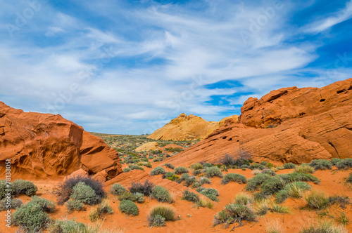 Fotoroleta krzew ameryka pustynia wydma niebo