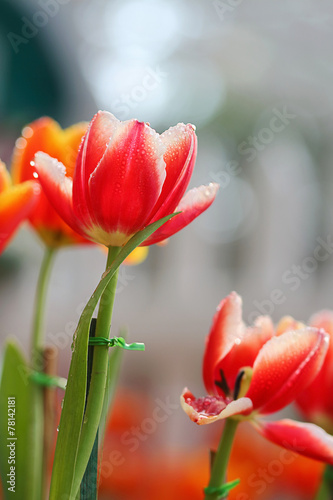 Obraz na płótnie natura tulipan kwiat wiejski ogród