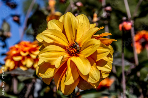 Naklejka kwiat dalia ogród park pyłek