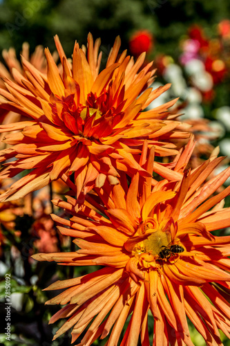 Fototapeta pyłek kwiat dalia ogród