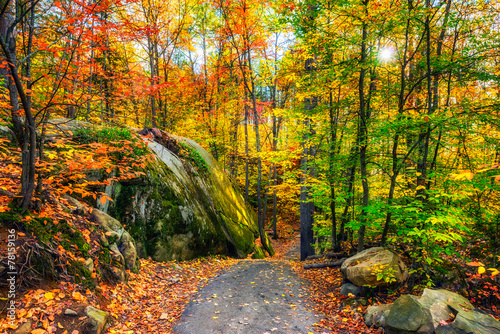 Naklejka las pejzaż jesień natura piękny