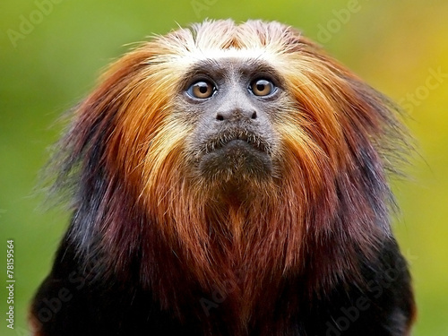 Plakat małpa zwierzę brazylia lew drzewa